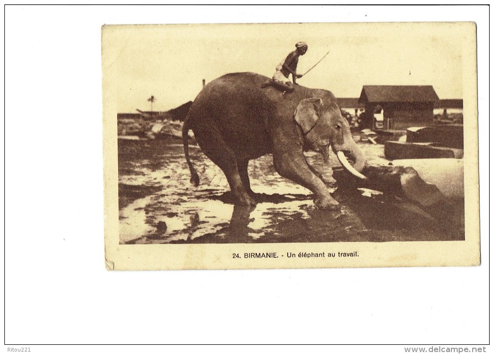 BIRMANIE - Un Elephant Au Travail - Homme Torse-nu Dresseur / Tronc D´arbre - N°24 - Elefanti