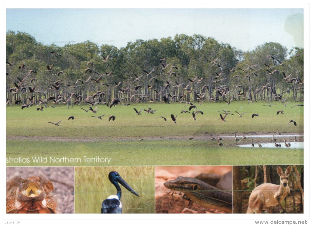 (PF 686) Australia - NT - Birds And Animal - Outback