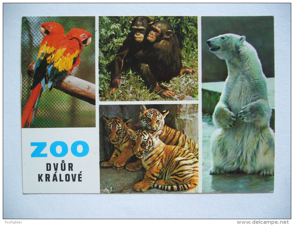 ZOO Dvur Kralove (Czech Republic) - Ara, Chimpanzee, Ice Bear, Young Tiger - 1970s Unused - Sonstige & Ohne Zuordnung