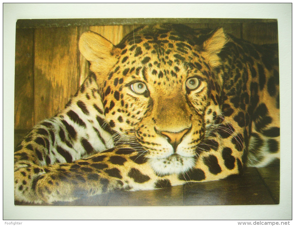 ZOO Leipzig -- Leopard -- 1980s Unused - Tigers