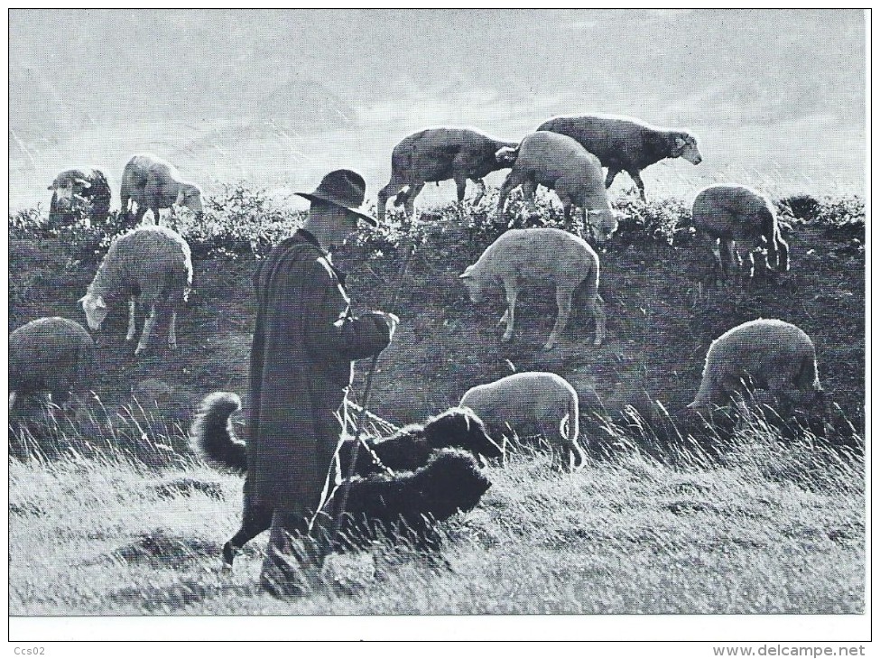 Schafherde Im Bernerland Troupeau De Moutons - Elevage