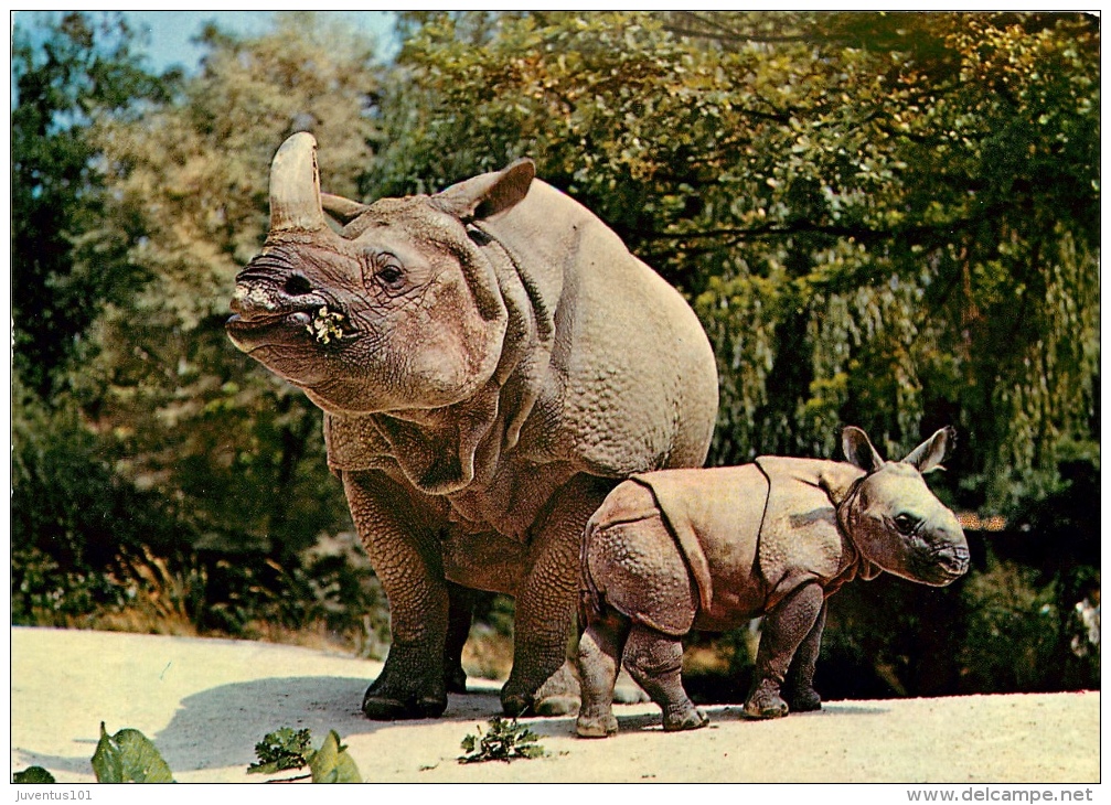 CPSM Rhinocéros-Zoo De Bâle    L1695 - Neushoorn