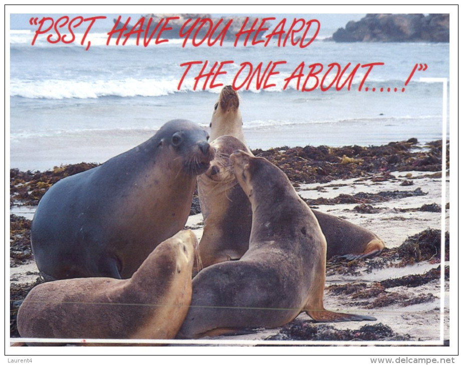 (PH 468) Australia - SA - Kangaroo Island Seals - Kangaroo Islands