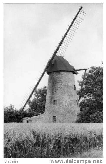 SINT-KORNELIS-HOREBEKE (O.Vl.) - Molen/moulin - Historische Opname Van De Hoogkoutermolen Ca. 30 Jaar Geleden Met Wieken - Horebeke