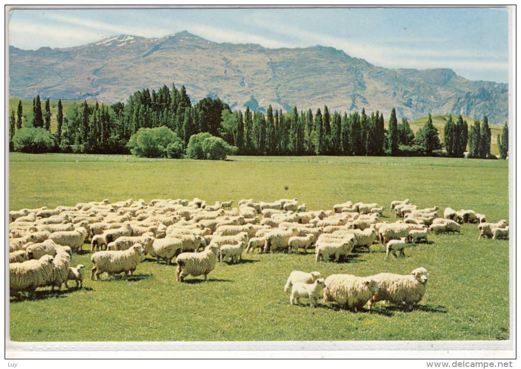 NEW ZEALAND, Sheep Farm - Typical Scene Of The N.Z. Countryside - Nouvelle-Zélande