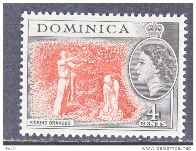 DOMINICA  146  *   ORANGES - Dominica (...-1978)