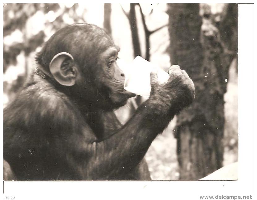 PHOTO DIM HENRI DIMON PHOTOGRAPHE RUE CHAUDRON PARIS,,SINGE DE PROFIL AVEC SON VERRE  REF 38950 - Altri & Non Classificati