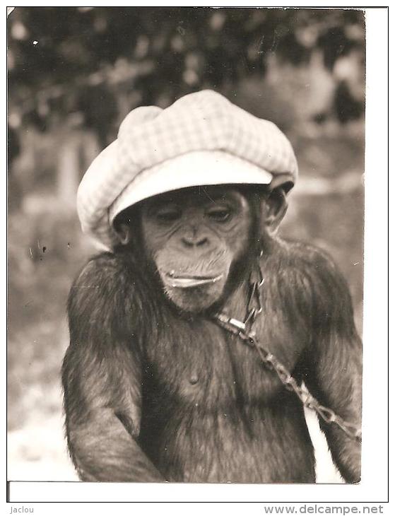 PHOTO DIM HENRI DIMON PHOTOGRAPHE RUE CHAUDRON PARIS,,SINGE AVEC CASQUETTE ,ET CHAINE  REF 38951 - Otros & Sin Clasificación