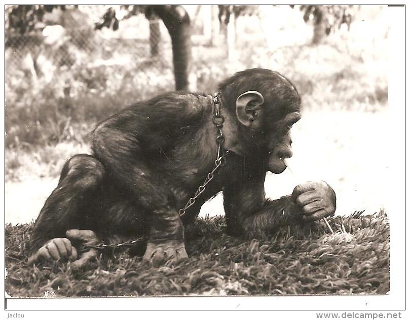 PHOTO DIM HENRI DIMON PHOTOGRAPHE RUE CHAUDRON PARIS,,SINGE ,ET CHAINE,MANGE ?  REF 38952 - Altri & Non Classificati