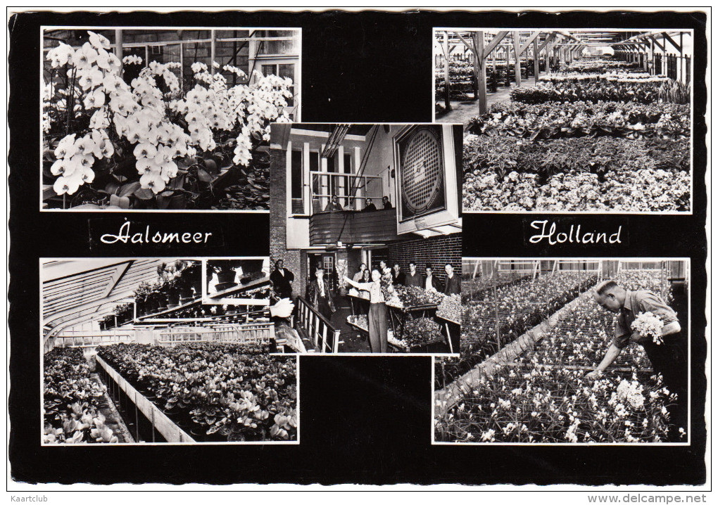 Aalsmeer - The Flower Centre Of Europe - Multiview  -   Noord-Holland / Nederland - Aalsmeer