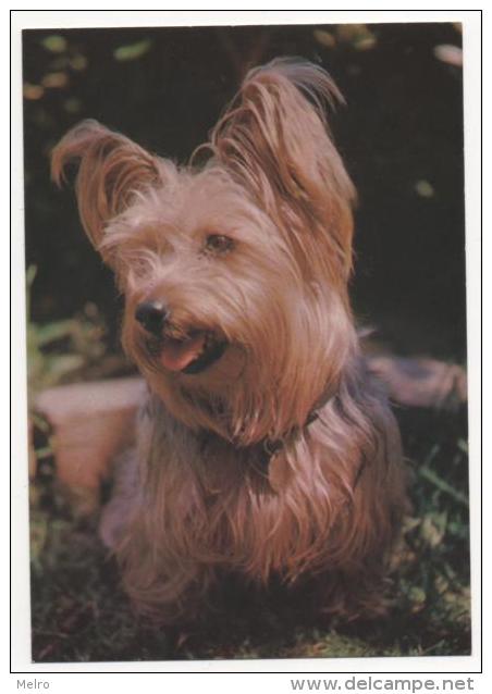 FRANCE- Caniche -"TERRIER". - Perros