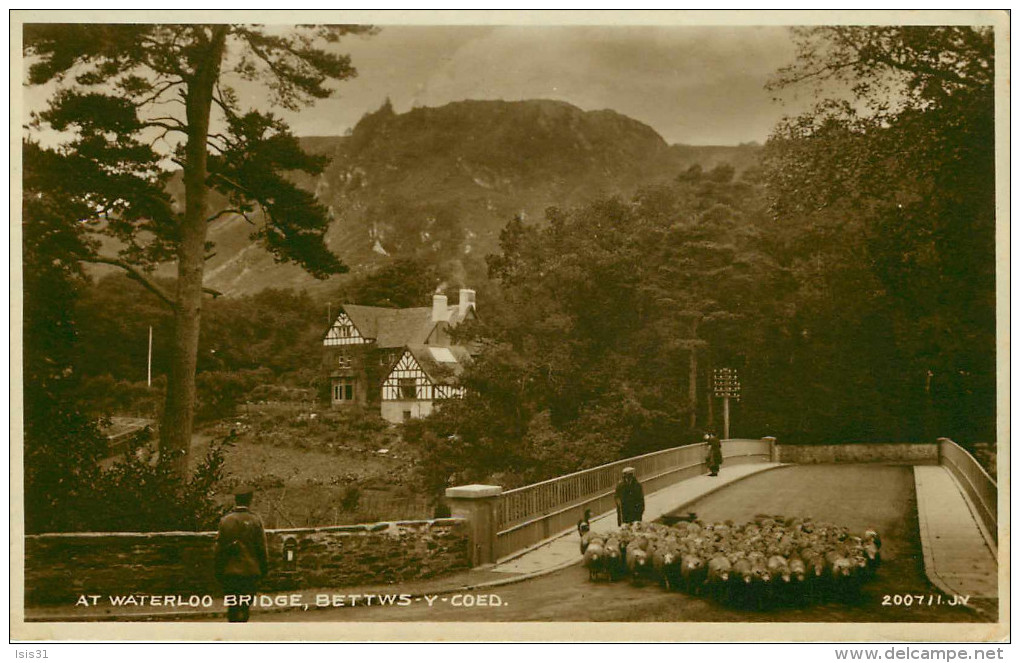 Royaume-Uni - Pays De Galles - Caernarvonshire - AT Waterloo Bridge , Bettws Y Coed. - Animaux - Moutons - état - Caernarvonshire