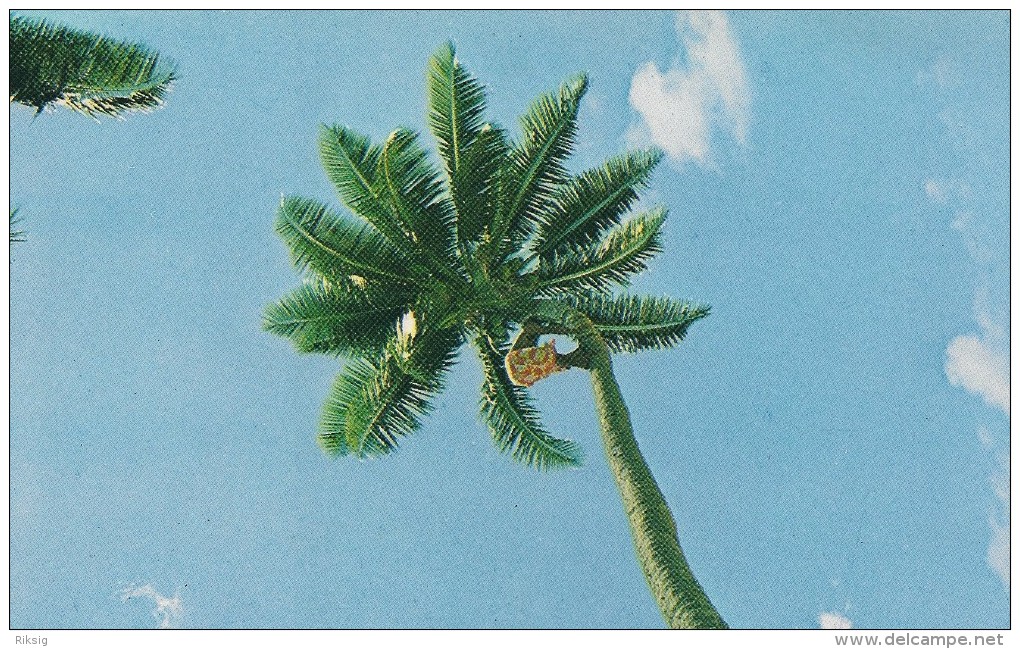 Climbing The Coconut Tree.  American Samoa   S-1079 - Samoa Americana