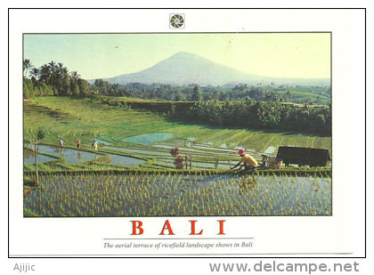 BALI. Terrasses De Rizières, Carte Postale Ayant Circulée. - Bahrain