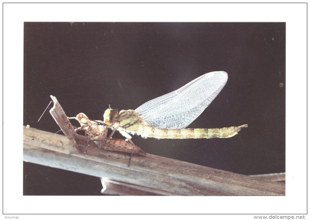 Libellule CPN "LES FAUCONS" Connaitre Protéger La Nature - Photo D. Malick - Spicheren - Insectos