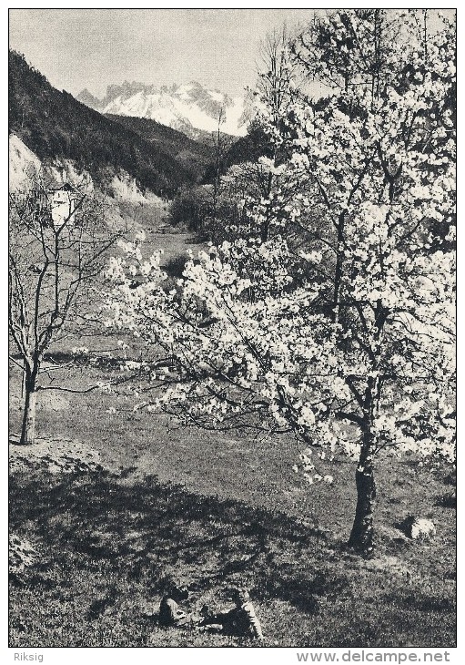 Frühling Im Eggental, Latemar Sügtirol.   B - 370 - Defereggental