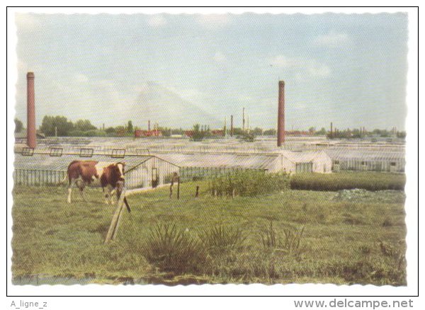 REF 193 : CPSM Pays Bas Holland Nederland Aalmeer Holland Flower Centre Of Europe - Aalsmeer