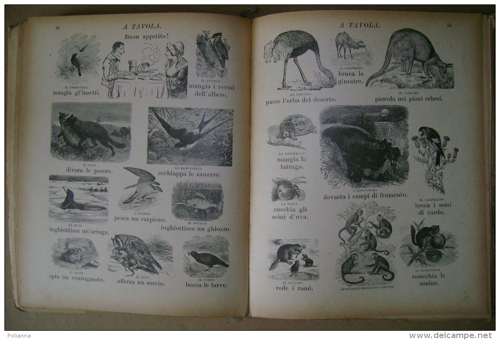 PCH/30 Enrichetta Susanna Bres STORIA NATURALE Del BAMBINO Salani 1927/Animali/ill. Chiostri - Anciens