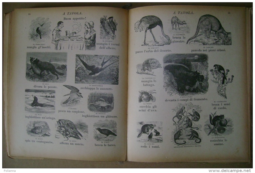 PCH/30 Enrichetta Susanna Bres STORIA NATURALE Del BAMBINO Salani 1927/Animali/ill. Chiostri - Old