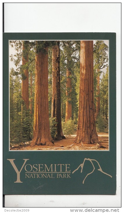 BF18675 Sequoia Redwoods Mariposa Gro Yosemite Nat Park Ca USA  Front/back Image - Yosemite