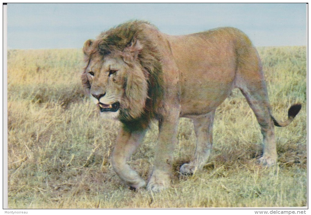 Animaux :  Lion - Lions