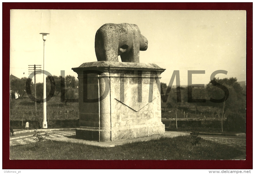 MURÇA - ASPECTO DA ESTATUA DA PORCA DE MURÇA - 1950 REAL PHOTO - Other & Unclassified