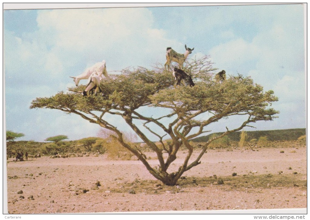 DJIBOUTI,afrique De L´est,au Bord De La Mer Rouge,prés De La Somalie,arbre à Chevre - Gibuti