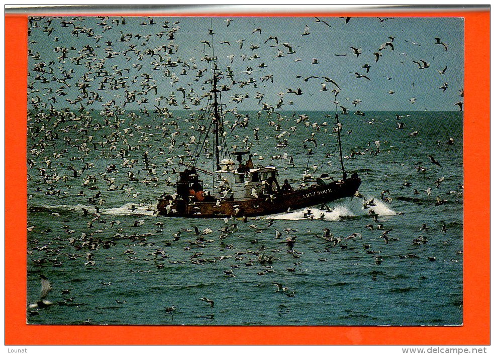 Bateaux - Retour De Pêche à La Sardine Bretagne - Fishing Boats