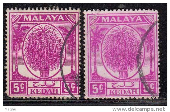 5c X 2 Colour / Shade Variety,  Kedah Used 1950, Malaya, - Kedah