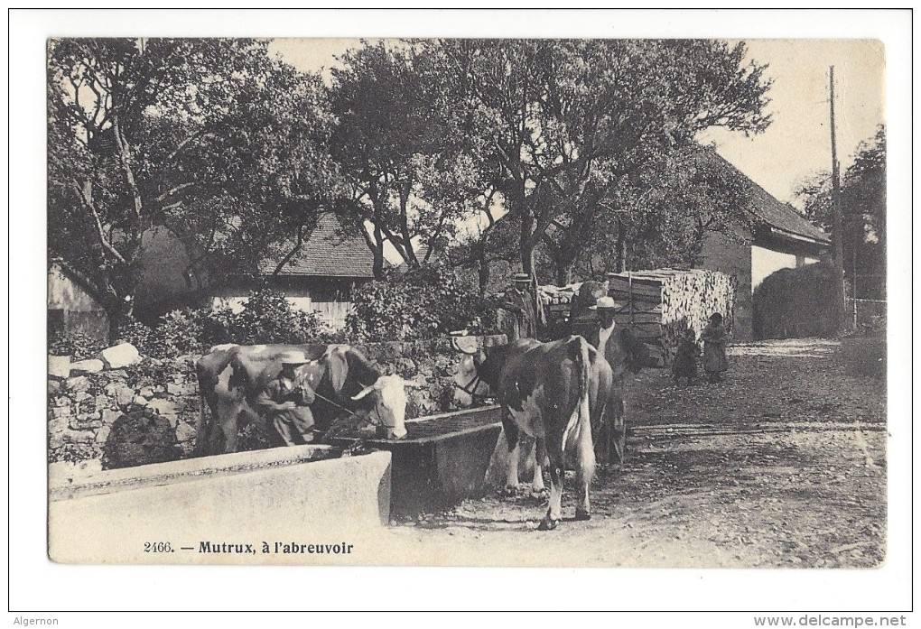 L1506 -  Mutrux à L'abreuvoir Vaches, Fontaine - Provence