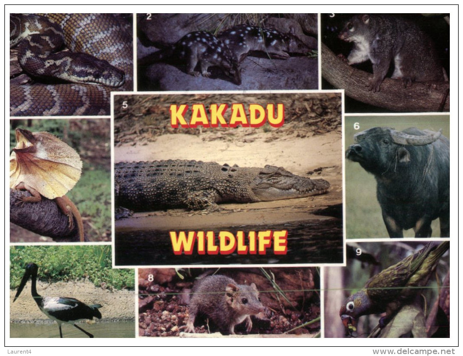 (PH 222) Australia - NT - Kakadu Wildlife - Kakadu