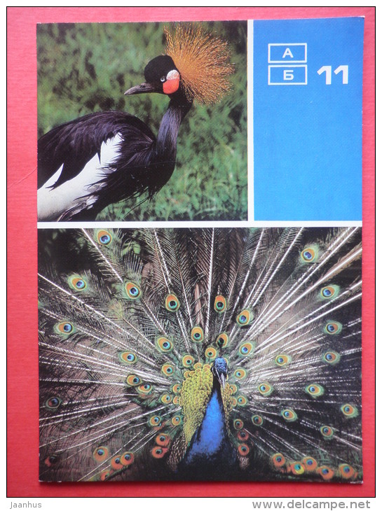 Black Crowned Crane - Common Peafowl - Moscow Zoo Birds - 1988 - Russia USSR - Unused - Oiseaux