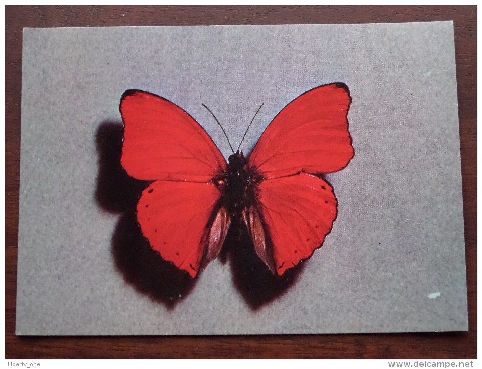 CYMOTHOË SANGARIS - Anno 1967 ( Thioncycline - Zie Foto Voor Details ) !! - Papillons