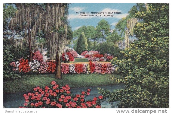 Scene In Middleton Gardens Charleston South Carolina 1954 - Charleston