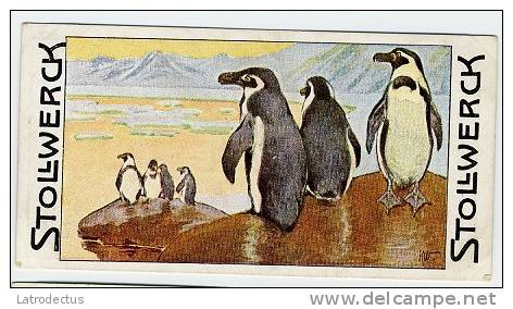 Stollwerck - Règne Animal – 21.6 (FR) – Manchot Du Cap, Spheniscus, African Penguin, Afrikaanse Pinguïn, Zwa - Stollwerck