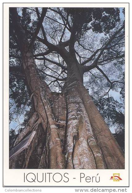 Lote PEP804, Peru, Postal, Postcard, Indigenous Issues, Iquitos, Arbol Cashapona, Tree Witch Broomstick - Perú