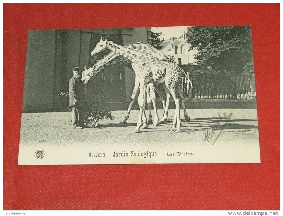 ANTWERPEN - ANVERS -  Jardin Zoologique  - Les Girafes  -  1910 - Antwerpen