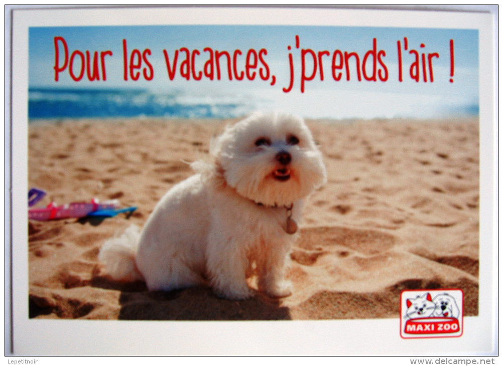 Chien Bichon Publicité Maxi Zoo Vacances Plage - Pubblicitari