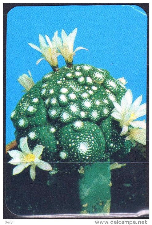 Belarus 1990 1  V   Flowers Fleurs Fleur Flower Cactus - Klein Formaat: 1981-90