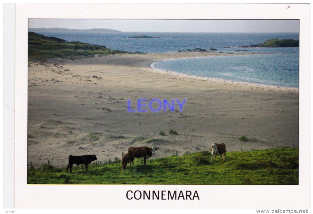 CPM D´ IRLANDE - CONNEMARA - Galway