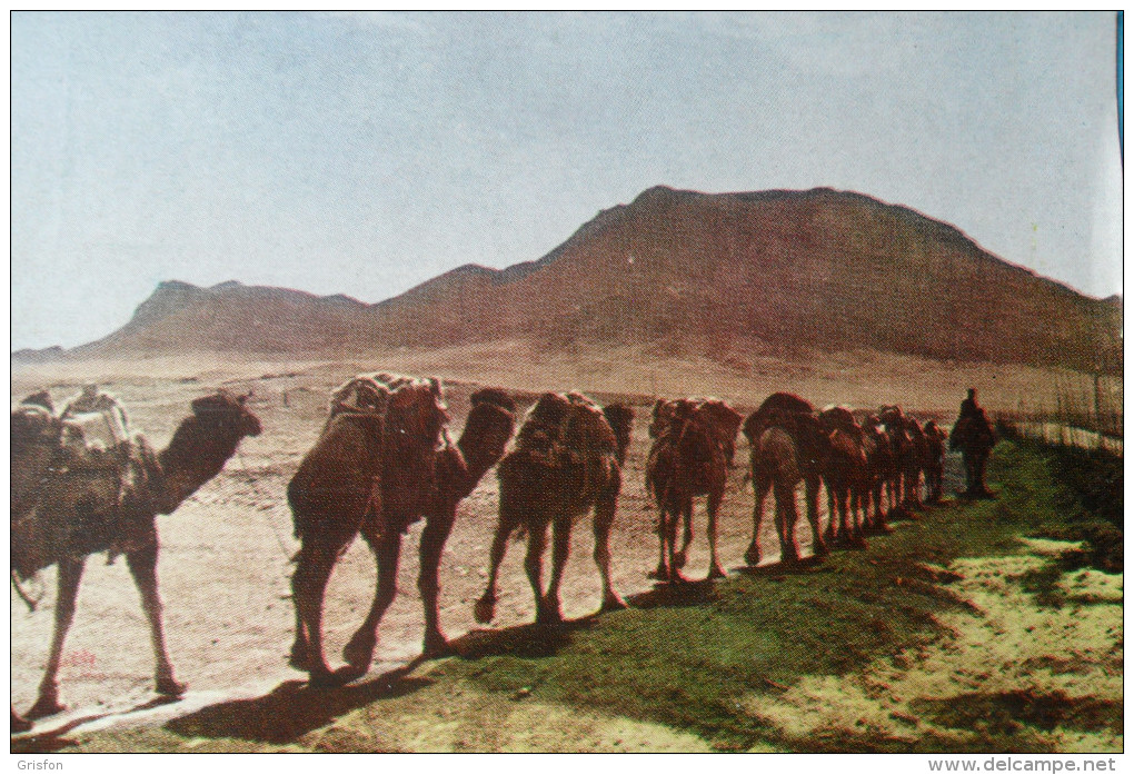 Taban Teheran Iran Camels - Iran