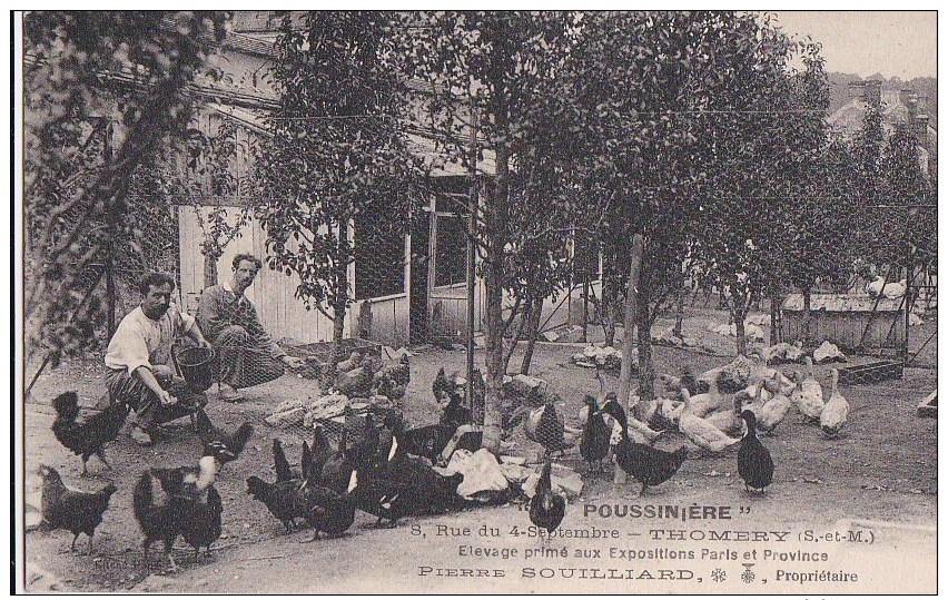 77 THOMERY  Elevage De Volailles  AVICULTURE  Pierre SOUILLIARD La POUSSINIERE à L' Heure Du Repas - Autres & Non Classés