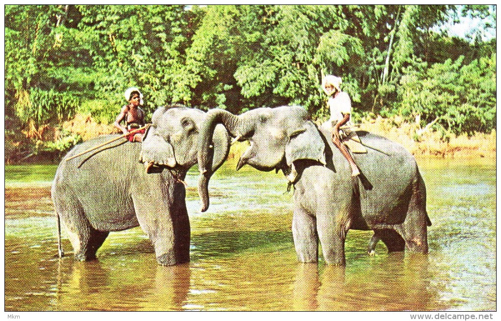 Elephants At Play In The Mahaweli Ganga Near Kandy - Sri Lanka (Ceylon)