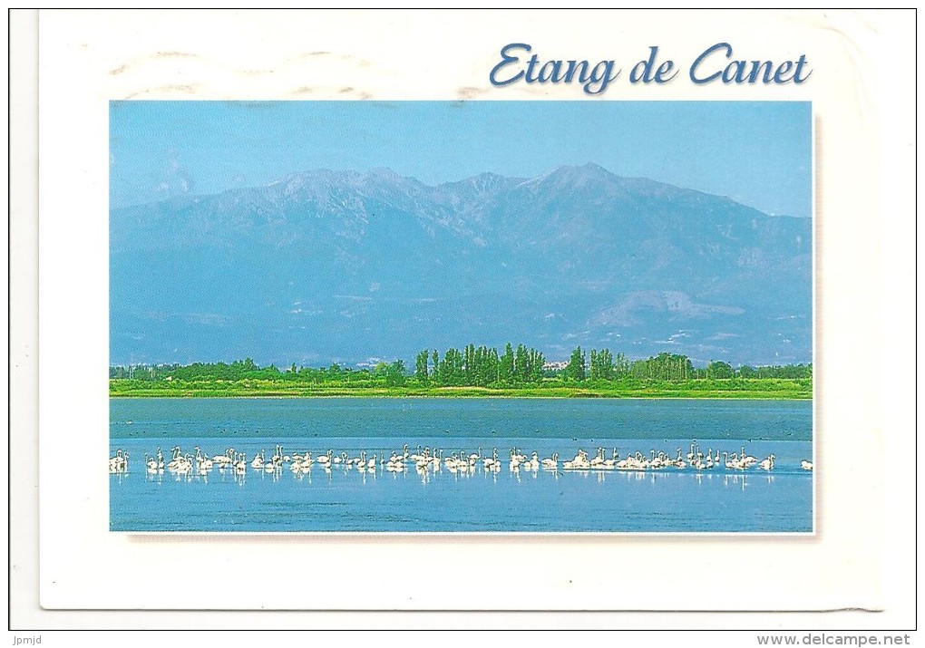 66 - ETANG DE CANET - Flamants Roses Sur L'étang - Au Fond Le Canigou - éd. Combier Photo Olivier Anger - 2005 - Canet En Roussillon