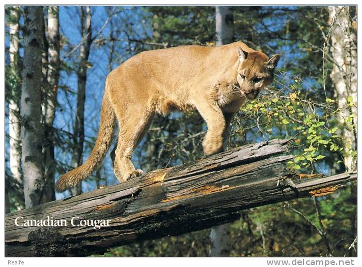 Lion De Montagne Cougar Pumas, Canada - Lions