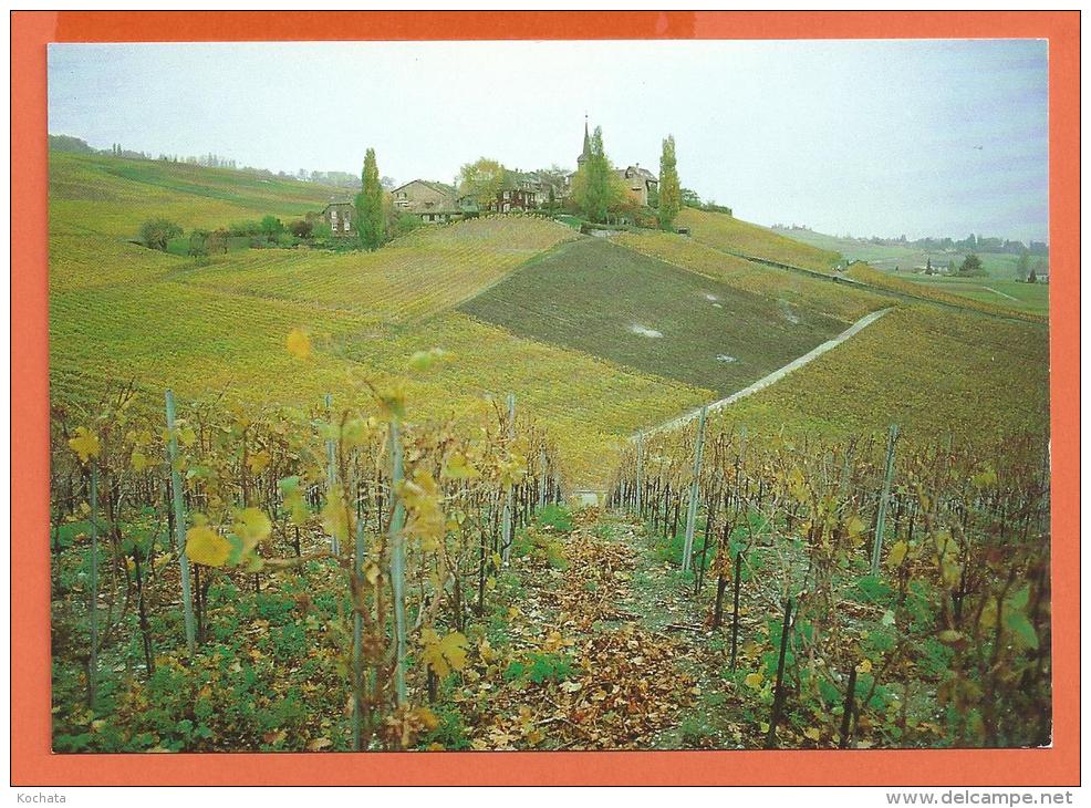 N14/ 222, Féchy, Village Réputé Pour Son Vin, Vignes ,non Circulée - Féchy