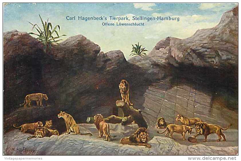 224035-Germany, Stellingen-Hamburg, Carl Hagenbeck´s Tierpark, Offene Lowenschlucht, Lions - Stellingen