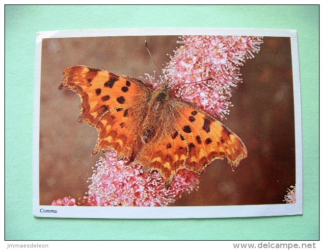 Postcard On Insects From England - Comma Butterfly - Insectos