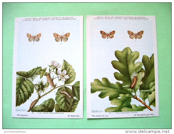 Two Postcards On Insects From Belgian Royal Science Institute - Moths - Insetti