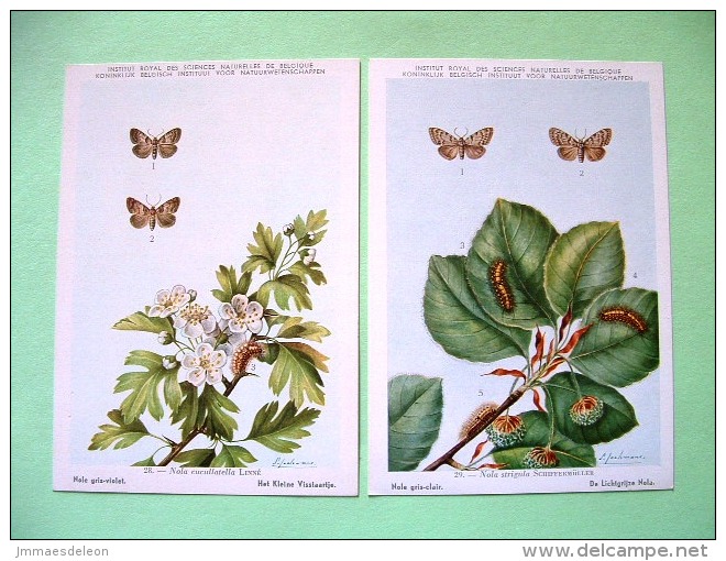 Two Postcards On Insects From Belgian Royal Science Institute - Moths - Insetti